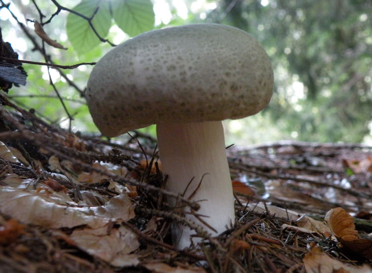 Dal Trentino: Tricholoma pardinum ?